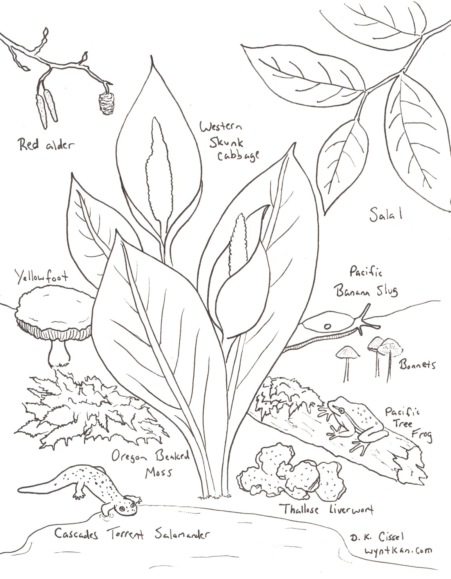 moss coloring page